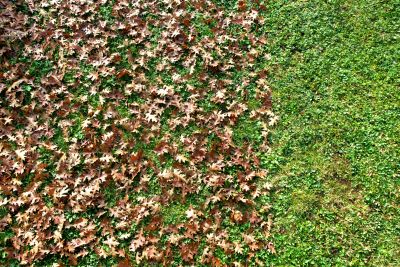 Fall Leaf Removal Process